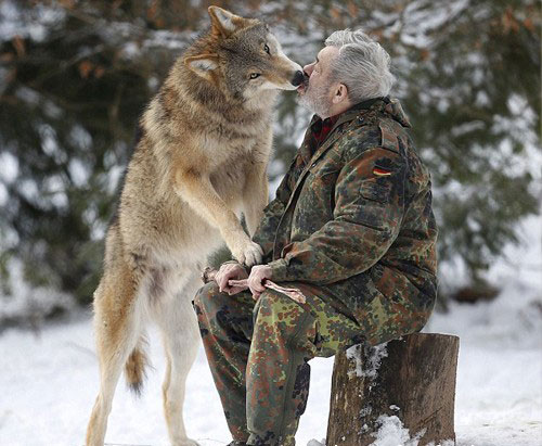 ألماني يهرب من البشر ليعيش بين الذئاب ( صور )